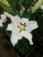 [5385 Signum VZ No02.JPG]